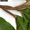 SpeciesSub: subsp. aspera